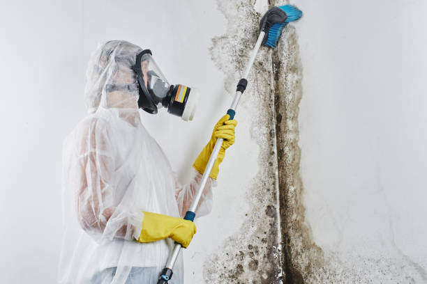 Best Certified Mold Removal  in Mount Juliet, TN