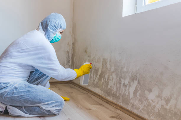 Mold Removal Process in Mount Juliet, TN
