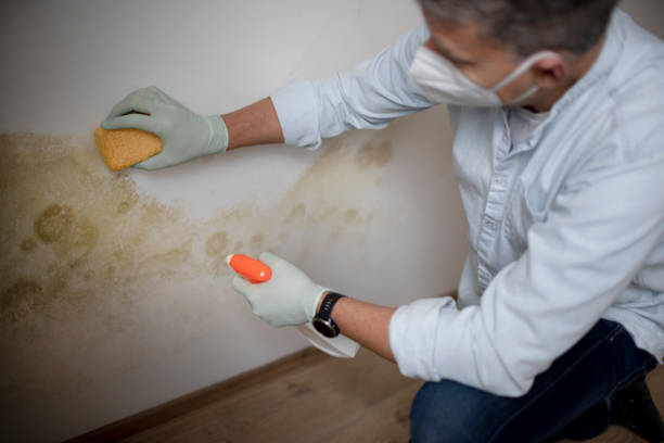 Professional Mold Removal in Mount Juliet, TN