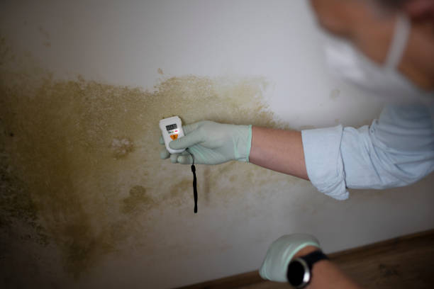 Best Commercial Mold Removal  in Mount Juliet, TN