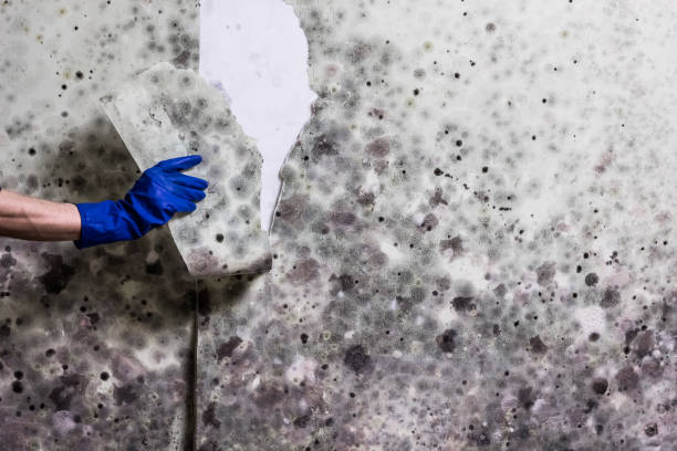 Best Certified Mold Removal  in Mount Juliet, TN