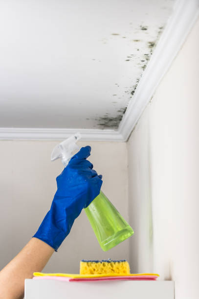 Best Toxic Mold Removal  in Mount Juliet, TN